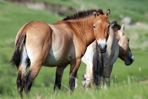 Hustai National Park horses