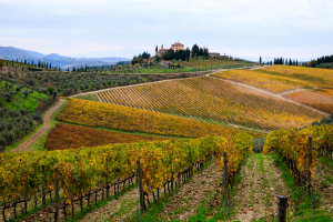 Chianti Vineyards, Tuscany